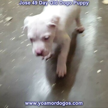 Medium Photo #279 Dogo Argentino Puppy For Sale in JANE, MO, USA