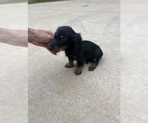 Dachshund Puppy for sale in PINE MOUNTAIN, GA, USA