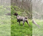 Small Photo #1 German Shorthaired Pointer Puppy For Sale in GIVEN, WV, USA