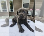 Puppy Mr Lime Labrador Retriever
