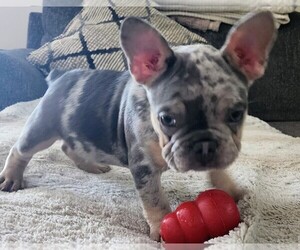 French Bulldog Puppy for sale in HUGHESVILLE, MD, USA