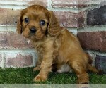 Small #1 Cavalier King Charles Spaniel