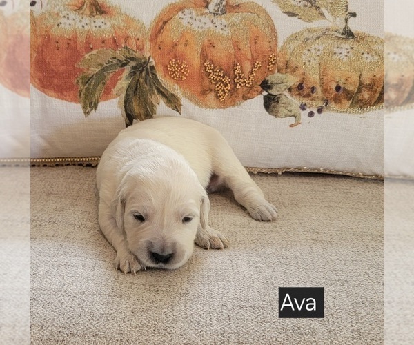 Medium Photo #16 Golden Retriever Puppy For Sale in SPARTA, NC, USA