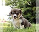 Small #3 Pembroke Welsh Corgi