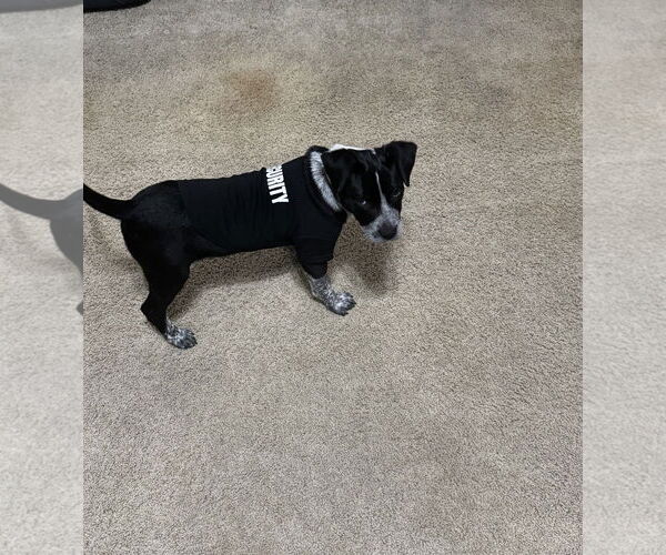 Medium Photo #2 Mutt Puppy For Sale in Euless, TX, USA
