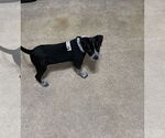 Small #1 Mutt