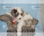 Small Photo #3 Aussiedoodle Puppy For Sale in SANGER, TX, USA
