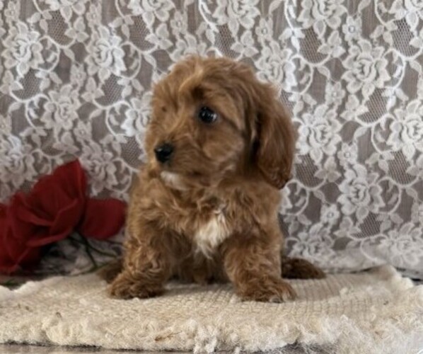 Medium Photo #3 Cavapoo (Miniature) Puppy For Sale in THORP, WI, USA