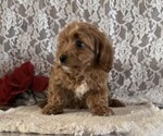 Small #2 Cavapoo (Miniature)