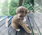Small #2 Poodle (Miniature)