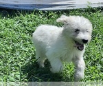 Small Photo #4 Pyredoodle Puppy For Sale in NEOLA, WV, USA