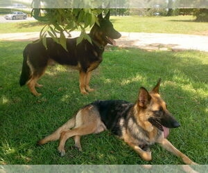 Mother of the German Shepherd Dog puppies born on 01/04/2025