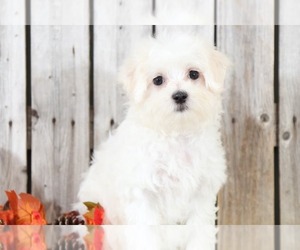 Maltese Puppy for sale in MOUNT VERNON, OH, USA