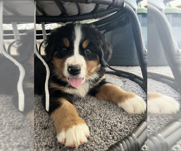 Medium Photo #3 Bernese Mountain Dog Puppy For Sale in PARAGON, IN, USA