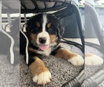 Small Photo #3 Bernese Mountain Dog Puppy For Sale in PARAGON, IN, USA