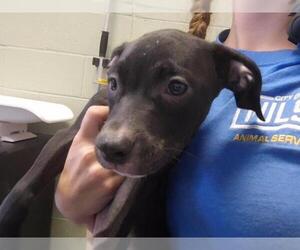 Mutt Dogs for adoption in Tulsa, OK, USA