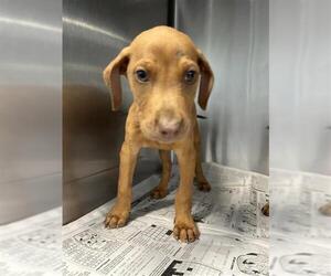 Vizsla Dogs for adoption in San Antonio, TX, USA