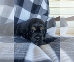 Small Photo #2 Cocker Spaniel Puppy For Sale in FRANKLIN, NC, USA