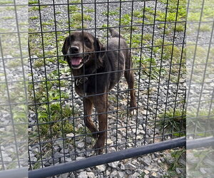 Rocco (10yo, 38lbs) - Male Mutt Dog for Adoption - Photo #2
