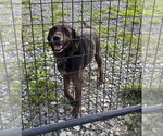 Small Photo #2 Mutt Puppy For Sale in Hinton, WV, USA