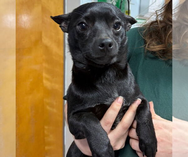 Medium Photo #1 Chihuahua-Unknown Mix Puppy For Sale in Chico, CA, USA