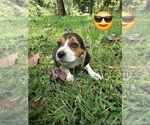 Small Beagle