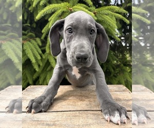 Great Dane Puppy for sale in MIDDLEBURY, IN, USA