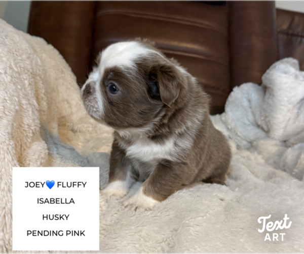 Medium Photo #3 French Bulldog Puppy For Sale in SAN ANTONIO, TX, USA