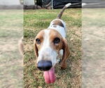 Small #5 Basset Hound
