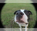 Small #1 Boston Terrier Mix