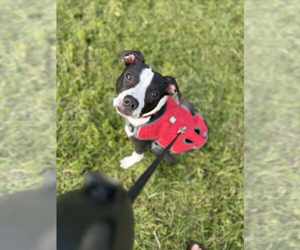 Medium Photo #2 Mutt Puppy For Sale in Petaluma, CA, USA