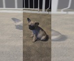 Small #4 Frenchie Pug