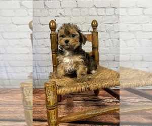 Yorkshire Terrier Puppy for sale in ROANOKE, IL, USA