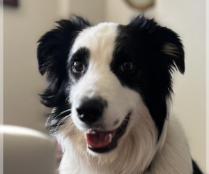 Border Collie Dogs for adoption in San Ramon, CA, USA