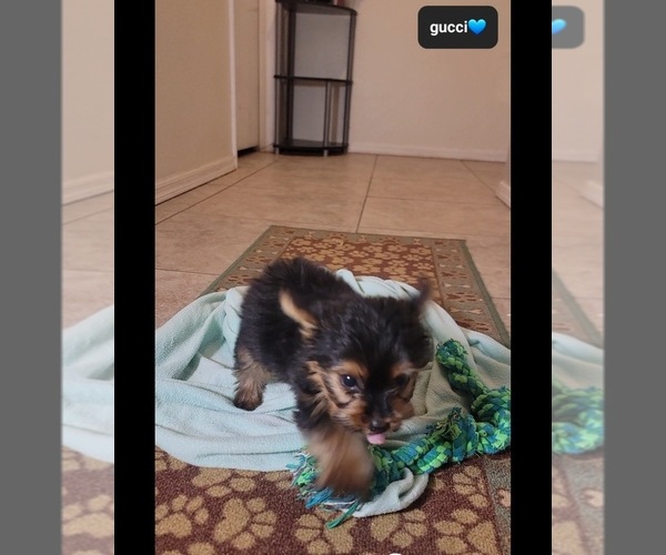 Medium Photo #2 Yorkshire Terrier Puppy For Sale in TUCSON, AZ, USA