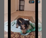 Small #1 Yorkshire Terrier