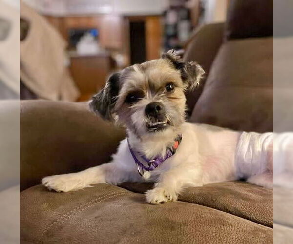 Medium Photo #2 Shih Tzu Puppy For Sale in GILBERTS, IL, USA