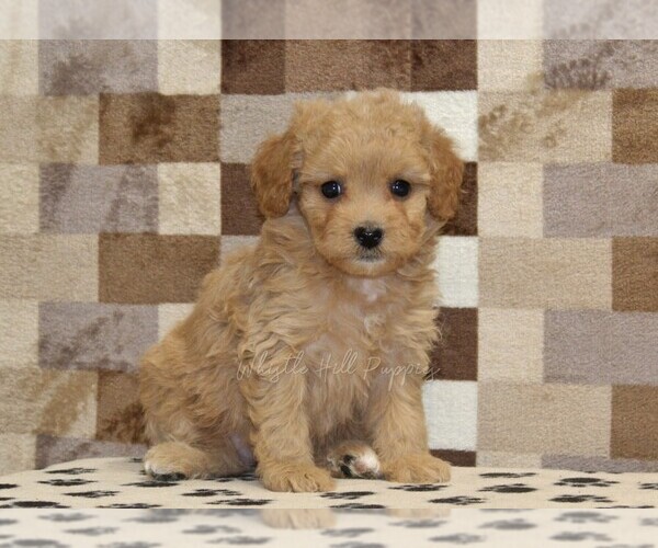 Medium Photo #3 Bernedoodle (Miniature)-Cavapoo (Miniature) Mix Puppy For Sale in DENVER, PA, USA
