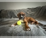 Small Photo #50 Boxer Puppy For Sale in WEST COLUMBIA, SC, USA
