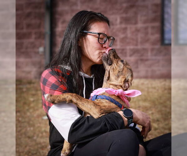 Medium Photo #3 Mutt Puppy For Sale in Fort Collins, CO, USA