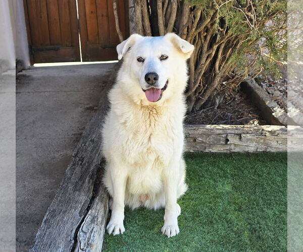 Medium Photo #3 Labrenees Puppy For Sale in Albuquerque, NM, USA