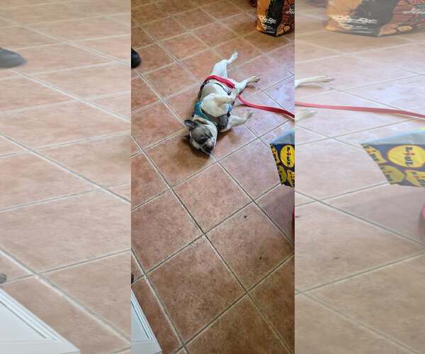 Medium Photo #3 French Bulldog Puppy For Sale in Tenafly, NJ, USA