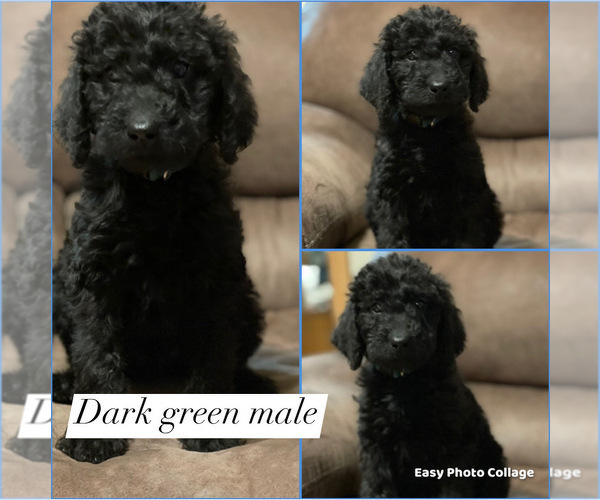 Medium Photo #11 Labradoodle Puppy For Sale in LIBERTY, IL, USA