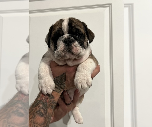 Medium Photo #5 English Bulldog Puppy For Sale in WAMEGO, KS, USA
