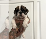 Small Photo #5 English Bulldog Puppy For Sale in WAMEGO, KS, USA