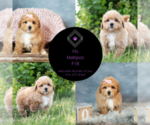 Small Photo #16 Maltipoo Puppy For Sale in WARSAW, IN, USA