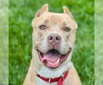 Small #9 American Staffordshire Terrier Mix