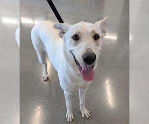 German Shepherd Dog Dogs for adoption in San Martin, CA, USA
