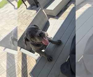 Medium Cane Corso