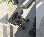 Puppy Willie Cane Corso
